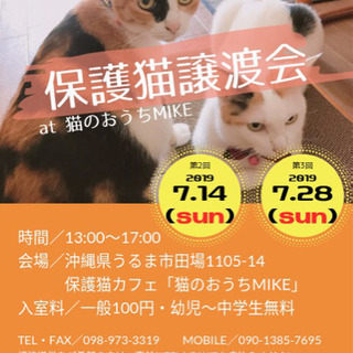 保護猫譲渡会のお知らせ