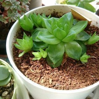 ハオルチア