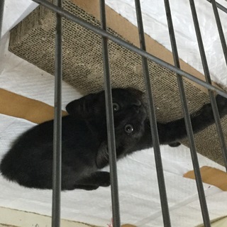 黒とグレーのトラ模様の子ネコちゃん「 届出済み（飼い主不在を確認...