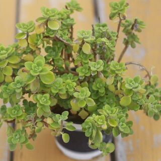 多肉植物　アロマティカス③　