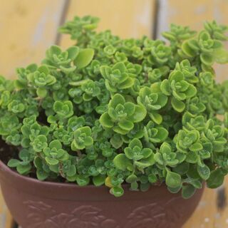 多肉植物　アロマティカス④
