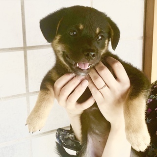 雑種の子犬♀、里親募集＊生後２ヶ月＊