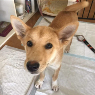 トライアル中   岡山保健所レスキューの子犬のロン君