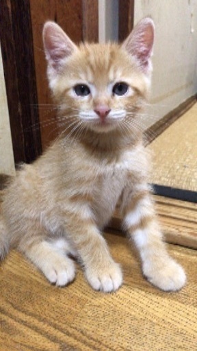 トラ猫 hq720.jpg?sqp=-