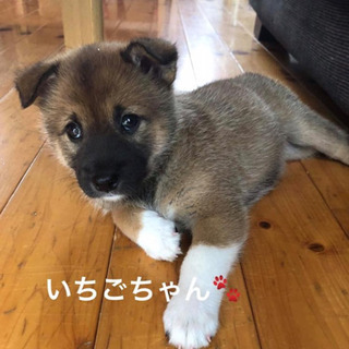 正式譲渡済み  