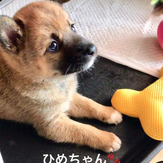 正式に譲渡済み  