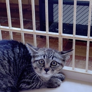 トラ模様の猫ちゃん3か月〜4か月