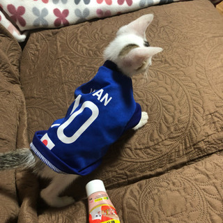 可愛い甘えん坊のオス猫