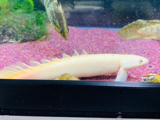 プラチナ セネガルス 12cm