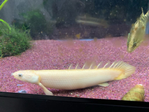 プラチナ セネガルス 12cm