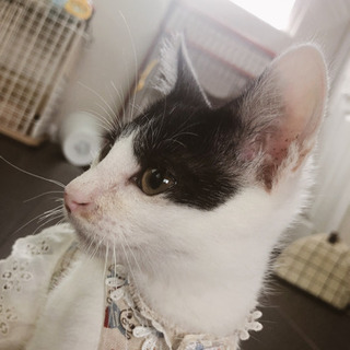 人が大好きイケメン子猫