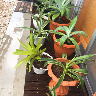 多肉植物好きさんへアガベ多数ありますの画像