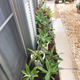 多肉植物好きさんへアガベ多数ありますの画像