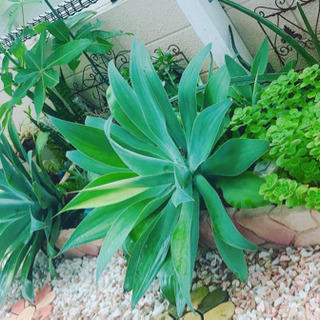 多肉植物好きさんへアガベ多数ありますの画像