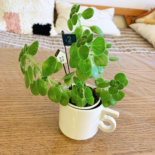 アロマティカス 土植の画像