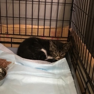 生後4カ月位可愛いサバトラ君🐱動物病院でご縁を待っています🍀