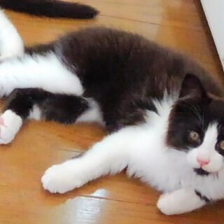 フワフワな半長毛の子猫(白黒ひげ模様)