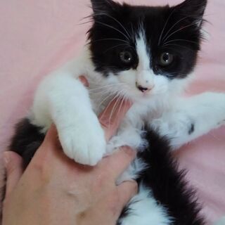 ふわふわな半長毛の子猫(白黒ブチ)