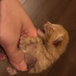 子猫の里親さん募集しています。