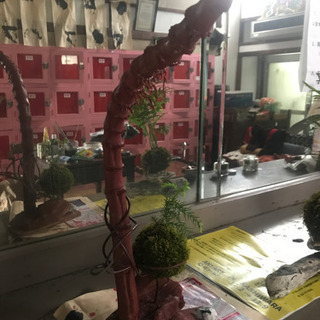 苔玉と、流木オブジェ