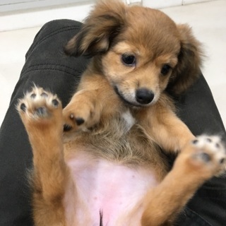 はじめてワンコ飼いました。