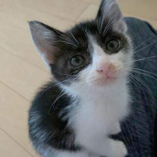 膝乗り猫ちゃん
