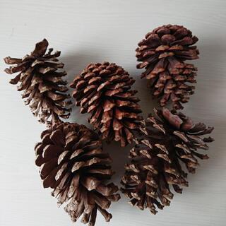 Xmas飾り等に 巨大松ぼっくり まとめて