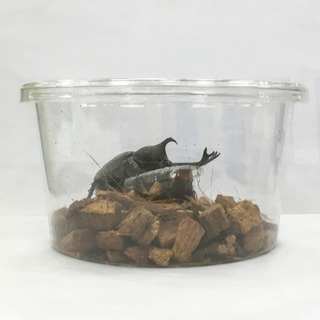 カブトムシ無料配布！