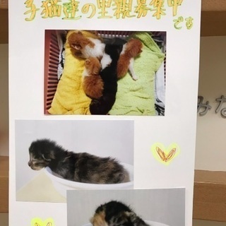 里親決定！有難うございました！ 生後1カ月位の子猫🐱サビちゃん茶...