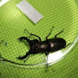 夏休みプレゼント。ミヤマクワガタ ノコギリクワガタ♂♀