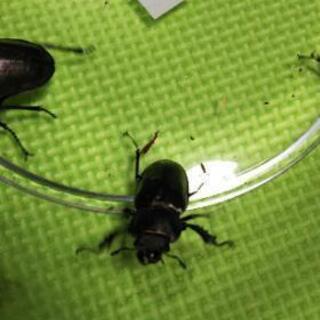 夏休みプレゼント。ミヤマクワガタ ノコギリクワガタ♂♀の画像