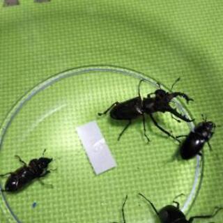 夏休みプレゼント。ミヤマクワガタ ノコギリクワガタ♂♀の画像