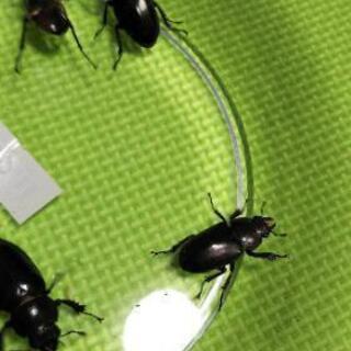 夏休みプレゼント。ミヤマクワガタ ノコギリクワガタ♂♀の画像