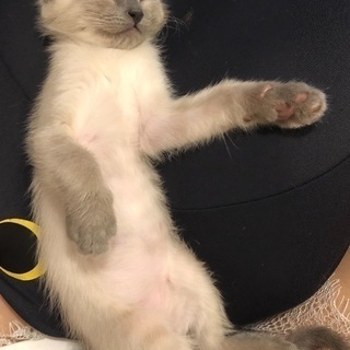 生後２か月弱の女の子◇人大好きなシャム猫ちゃん