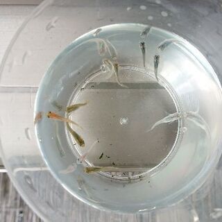 【決まりました！ありがとうございました】mixメダカの稚魚 20...