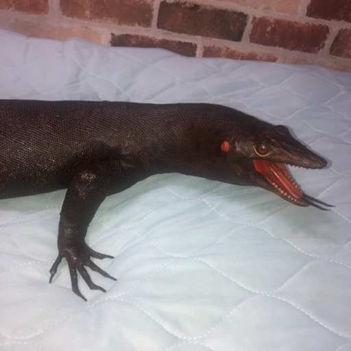 オオトカゲ 剥製