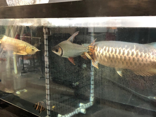 カラプロ 熱帯魚 カラープロキロダス