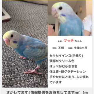 迷子セキセイインコ求む情報提供