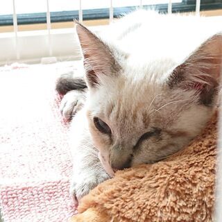 シャム風の子猫です