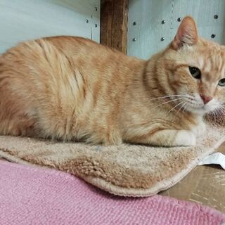 読書、猫など趣味の話ができる友達募集