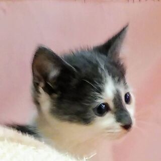 8月3日(土)の譲渡会に出します❤️ グレー白の男の子 おとなし...