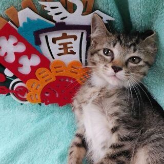 8月3日(土)の譲渡会に出します❤️ 縁起ものな子猫キジ生後2ヶ...