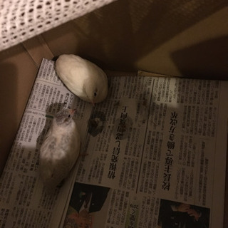 （シナモンは里親さん見つかりました！）
