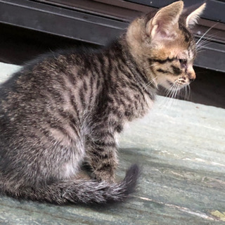 黒トラ 男の子