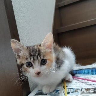 可愛い三毛子猫の里親募集
