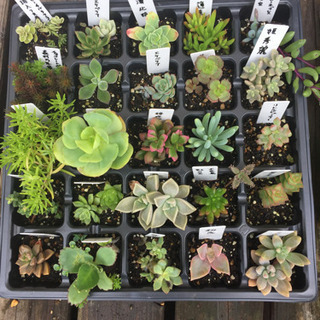 多肉植物  トレーごと  土付き