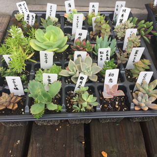 多肉植物  トレーごと  土付きの画像