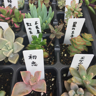 多肉植物  トレーごと  土付きの画像