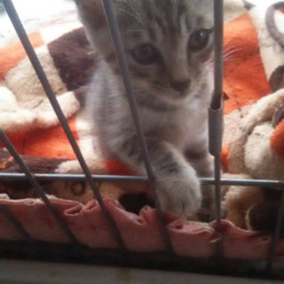 生後3ヶ月の子猫