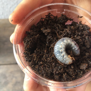 カブトムシの幼虫